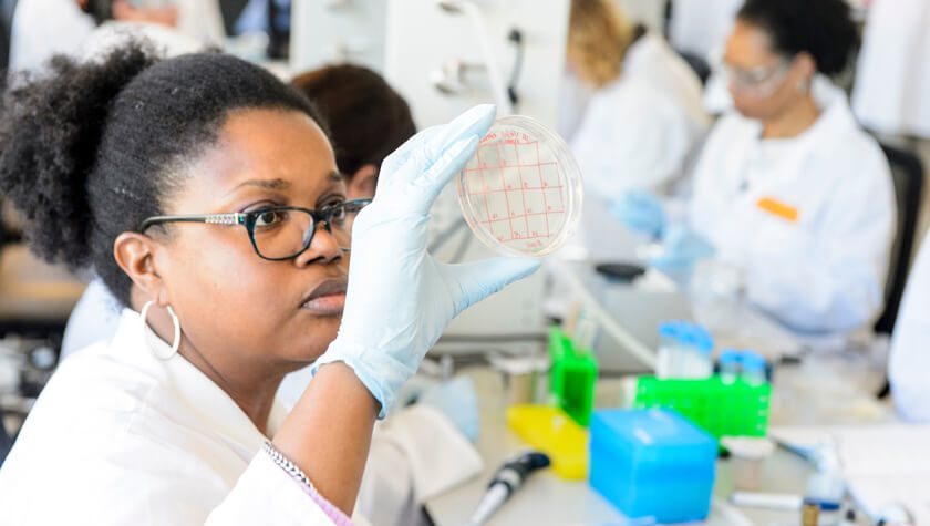 A student in lab examines a petri dish to compare different samples