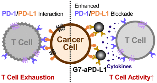 Comparison between T Cell Exhaustion and T Cell Activity with working against cancer cells