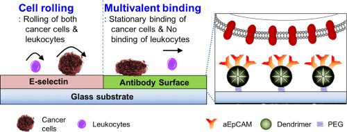 Comparison between cancer cells and leukocytes with cell rolling and multivalent binding