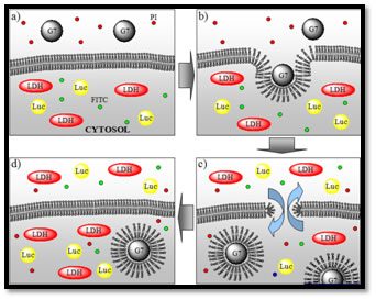 Illustration displaying nano-bio interactions