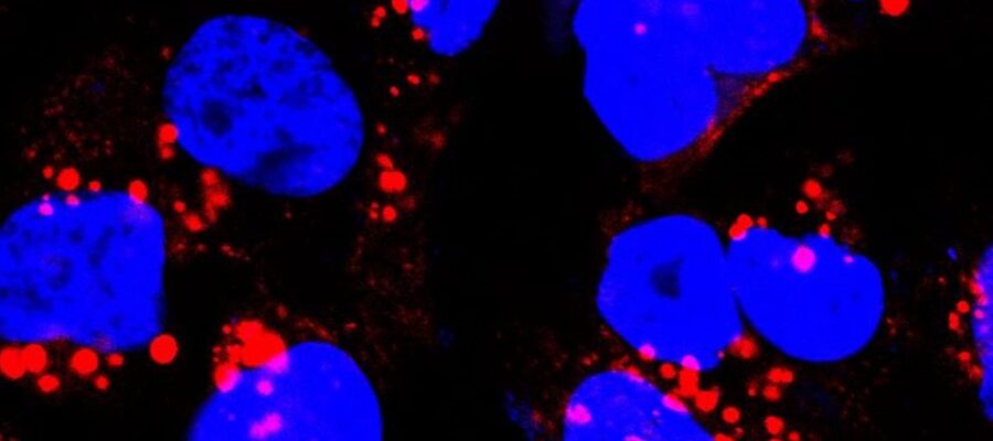 visual of cells under microscope