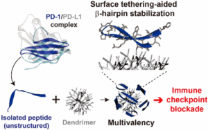 visualization of Surface tethering-aided ß-hairpin stabilizaion
