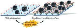 visualization of the multivalent binding effect