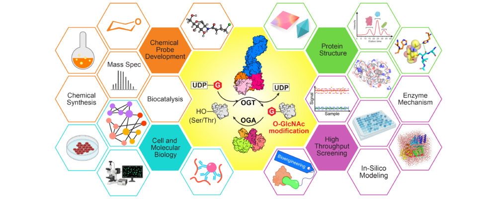 Banner with involved elements of research on O-GlcNAc