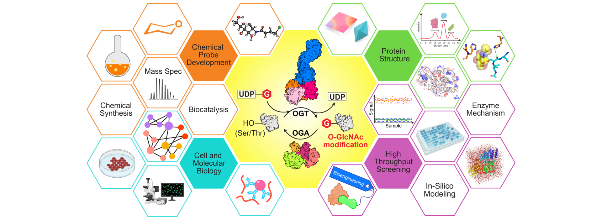 Banner with involved elements of research on O-GlcNAc