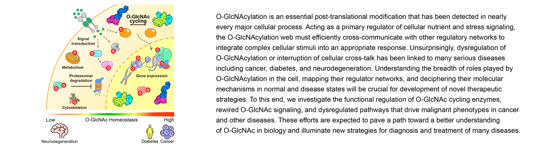 Research text on O-GlcNAc
