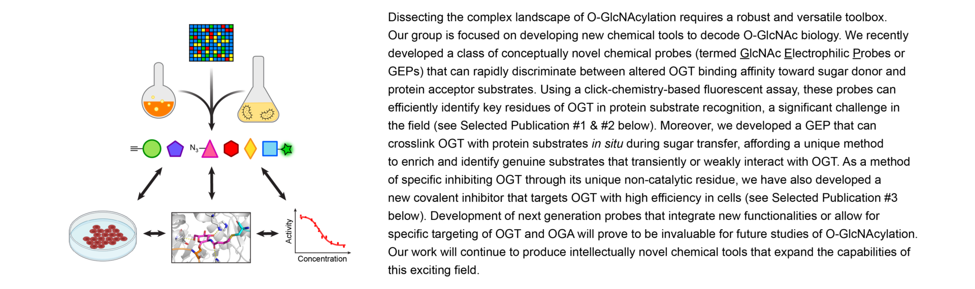 Research text on O-GlcNAc