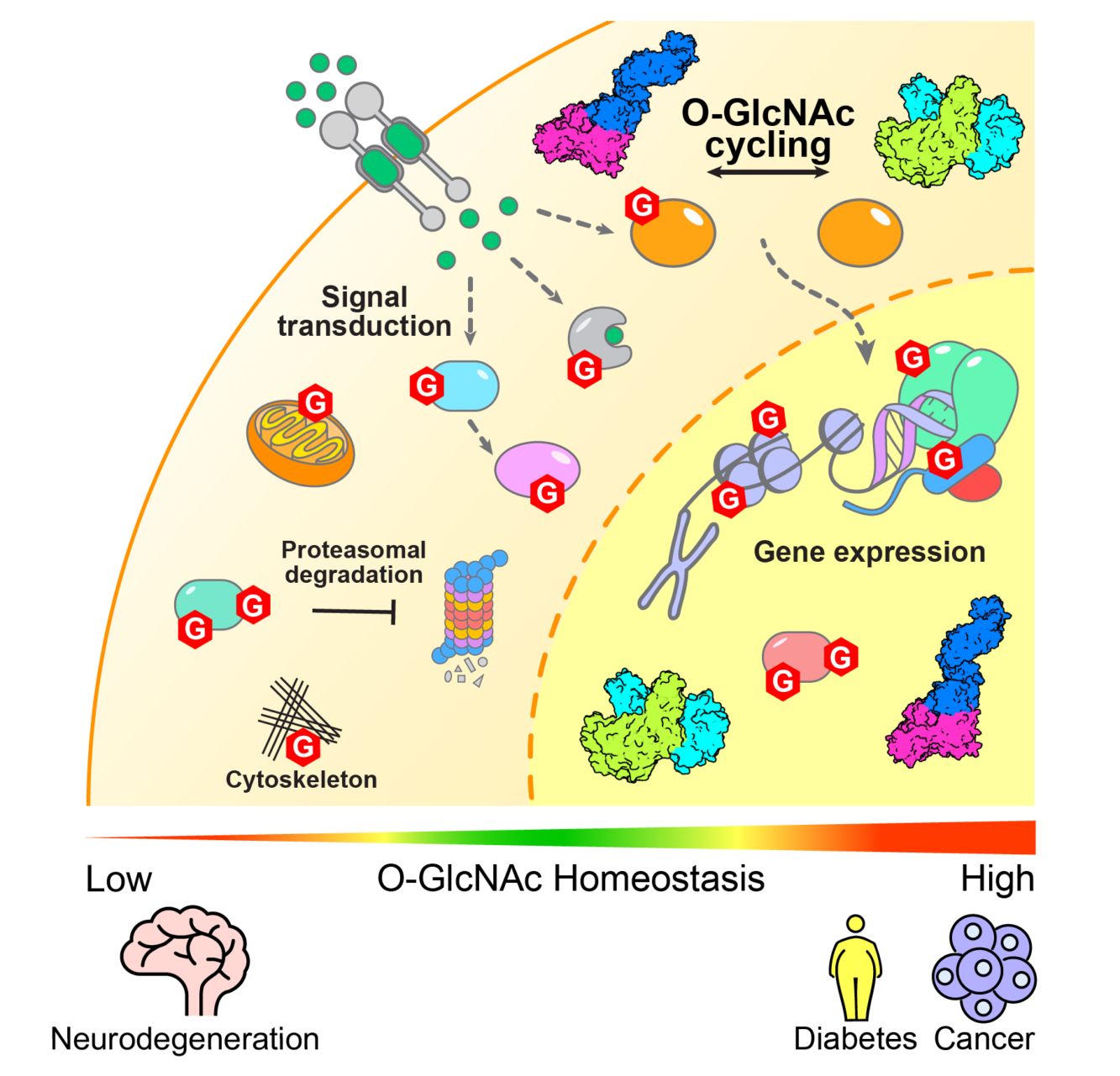 infographic involving O-GlcNAc Homeostasis