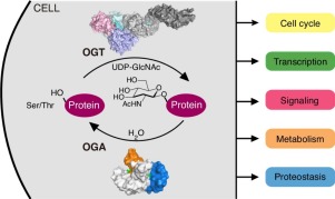 abstract image from Jiang article "Structural characterization of the O-GlcNAc cycling enzymes: insights into substrate recognition and catalytic mechanisms"