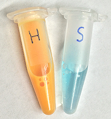 Fehling’s assay – H: Honey – S: Cane sugar