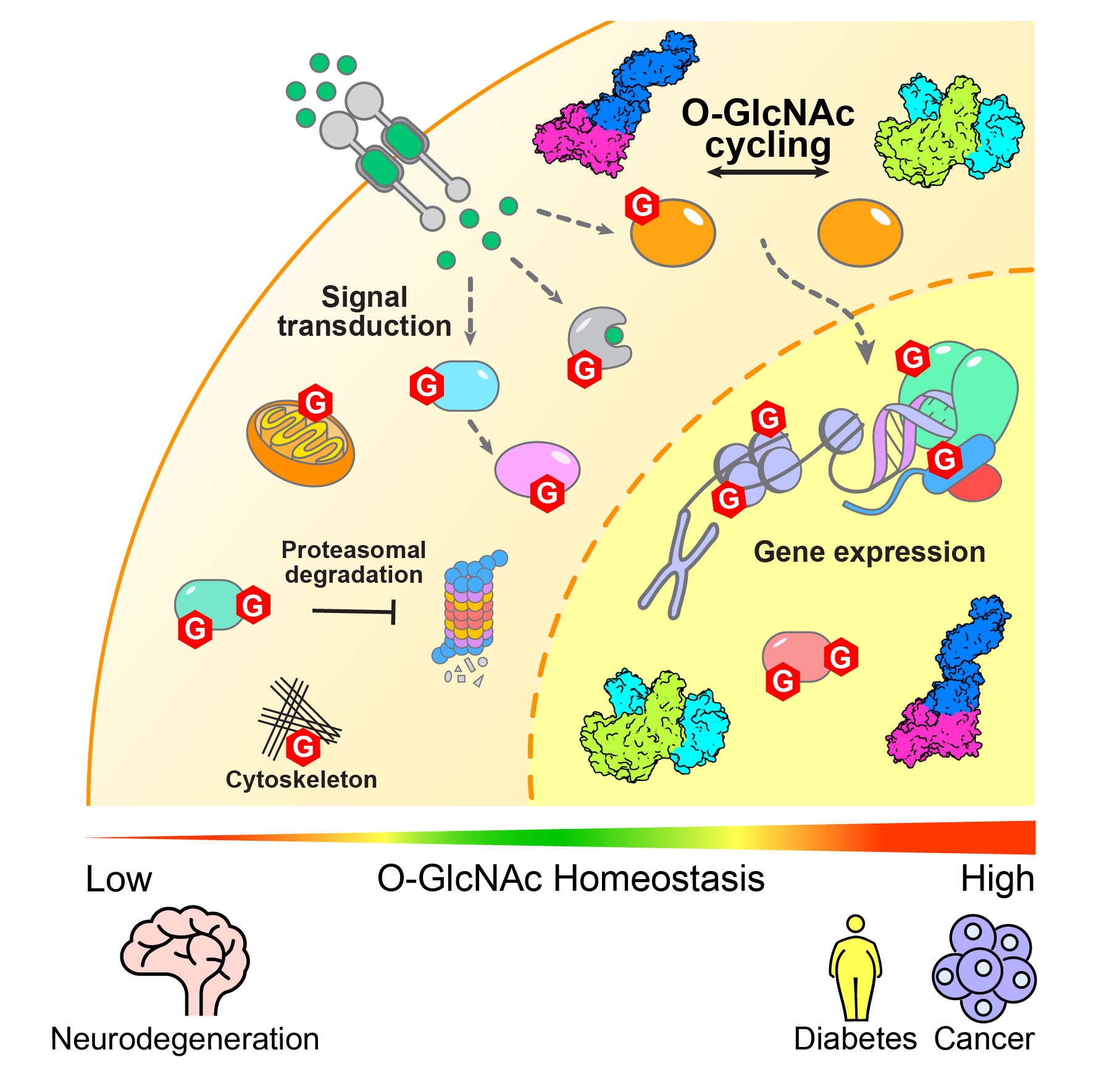 image representative of regulation of cellular functions