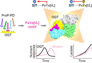infographic of O-GlcNAc transferase