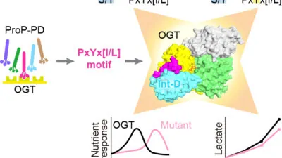 visual representation of O-GlcNAc Transferase