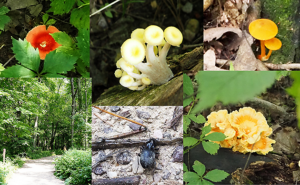 flora on the devils lake hiking trail