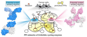 infographic of protein interactions with O-GlcNAc cycling enzymes in cancer