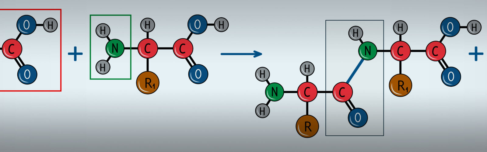 chemical diagram of PEGylated FN-binding peptide