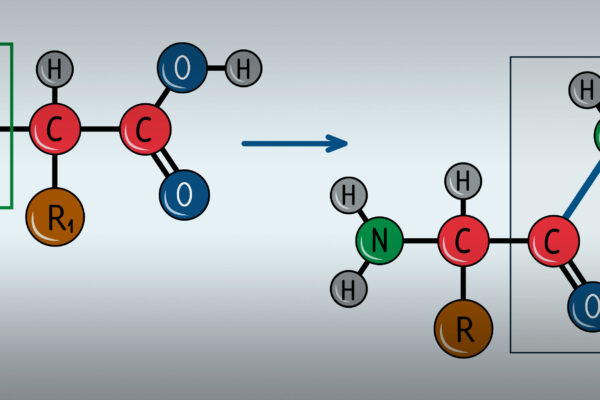 image representing peptides