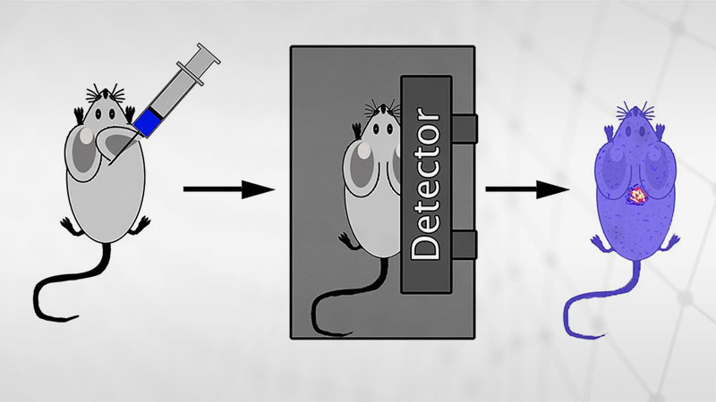 image depicting the subcutaneous absorption