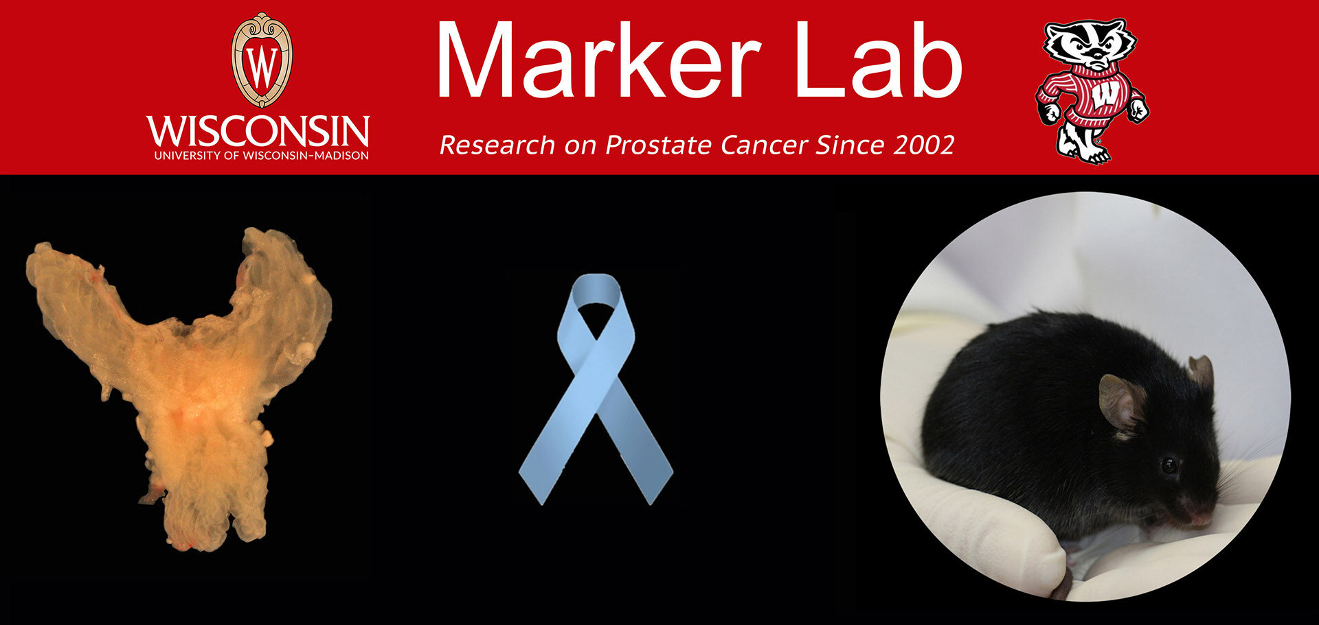 Marker_Lab_website graphic