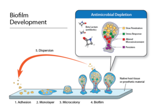 image depecting biofilm development