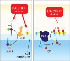 Image depecting the process to prevent resistance to certain antibiotics