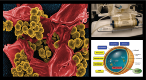 three images, one of bacteria, a piece of lab equipment, and diagram of parts of a cell