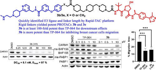 Abstract image for Tang publication on "Development of Potent and Selective Coactivator-Associated Arginine Methyltransferase 1(CARM1) Degraders. Key points: (1) Quickly identified E3 libase and linker length by Rapid-TAC platform; (2) Rigid linkers yielded potent PROTACs 3b and 3e; (3) 3b is at least 100-fold more potent than TP-604 for downstream effects; (4) 3b is more potent than TP-064 for inhibiting breast cancer cell mibration