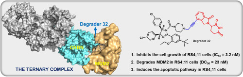 3-D and chemical diagram showing structure of Degrader 32 within the Ternary Complex