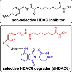 Graphical abstract for Tang publication "Development of the first small molecule histone deacetylase 6 (HDAC6) degraders"