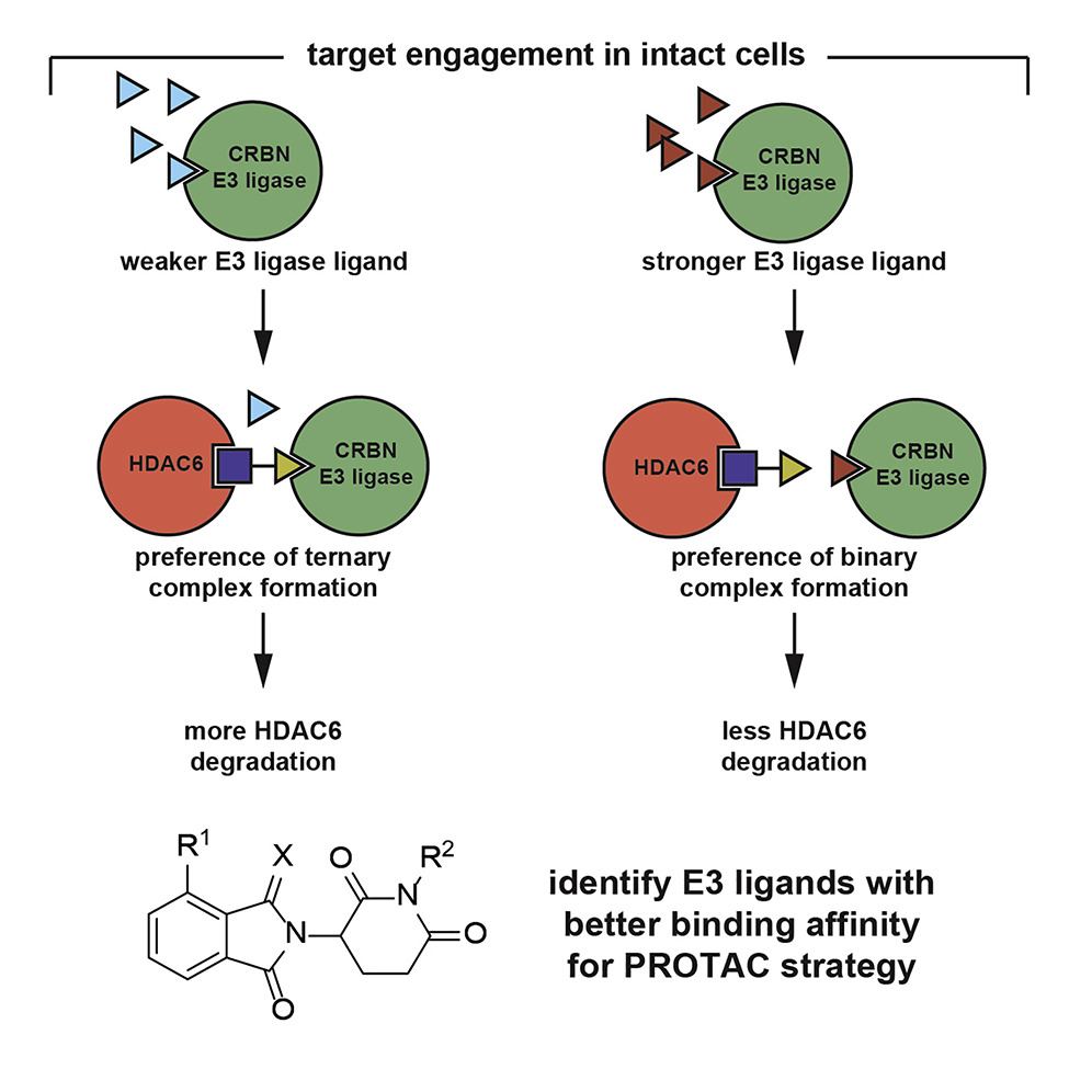 Graphical abstract for Tang research article "A Cell-Based Target Engagement Assay for the Identification of Cereblon E3 Ubiquitin Ligase Ligands and Their Application in HDAC6 Degraders"