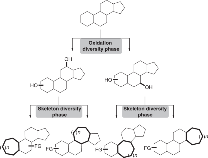 Graphical abstract: Two Phases of Diversification. Starting from a polycyclic scaffold, we are able to oxidize then functionalize various natural products to produce modified scaffolds