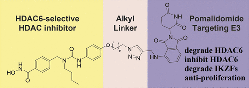 Graphical abstract image for Tang article "Development of Multi-Functional Histone Deacetylase 6 Degraders with Potent Anti-Myeloma Activity"