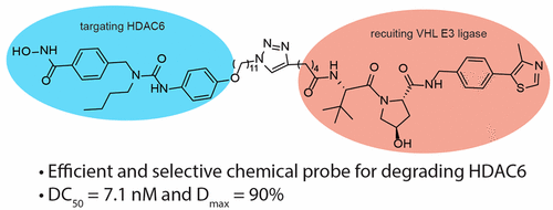 Graphical abstract for Tang article "Development of Selective Histone Deacetylase 6 (HDAC6) Degraders Recruiting Von Hippel–Lindau (VHL) E3 Ubiquitin Ligase"