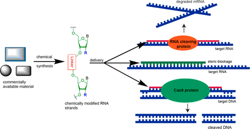 Graphical abstract for Tang article "Chemical Synthesis and Biological Application of Modified Oligonucleotides"