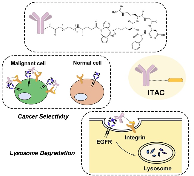 Schematic illustration of degraders that recruit various lysosome-targeting receptors (LTRs)