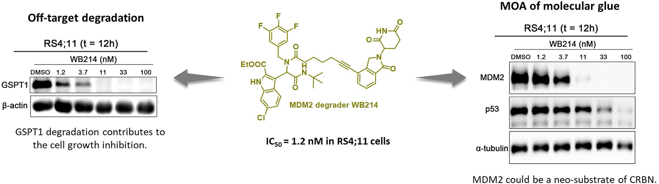 Chemical structure and graph involving MDM2 degraders