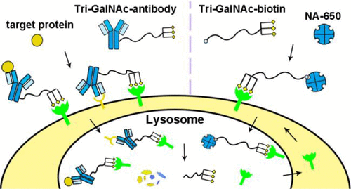 Graphical abstract: The attachment of trimeric GalNAc to small molecules or antibodies yields bifunctional molecules that can selectively direct extracellular proteins into the lysosome of liver cells for degradation.