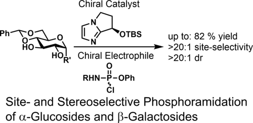 Graphical abstract image for Tang article "Site- and Stereoselective Phosphoramidation of Carbohydrates Using a Chiral Catalyst and a Chiral Electrophile"