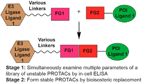 Graphical abstract showing Tang lab study stages. Stage 1: Simultaneously examine multiple parameters of a library of unstable PROTACs by in-cell ELISA, and Stage 2: Form stable PROTACs by bioisoteric replacement.