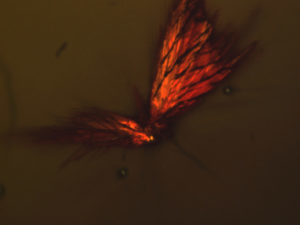 image of Crystallization of Organic Glasses