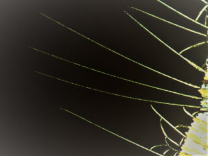 image of Crystallization of Organic Glasses