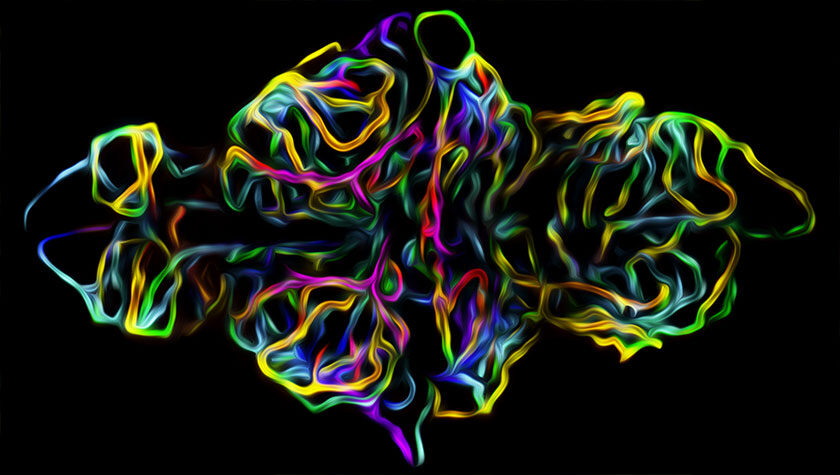 Colorful image of capillaries in the zebrafish brain (image by Michael Taylor)