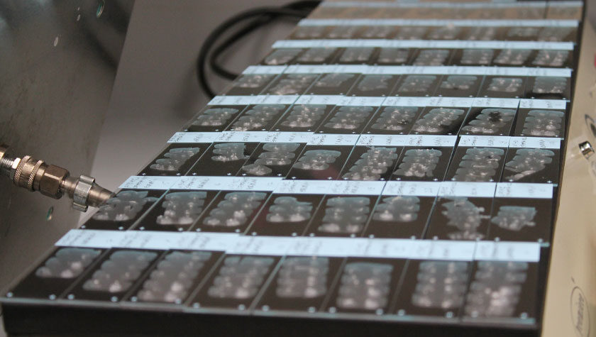 Tissue slices arranged on slides sit on a warming plat