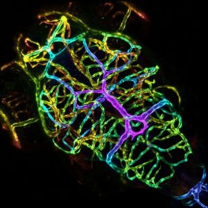 zebrafish-larva-brain-vessels-resize- news