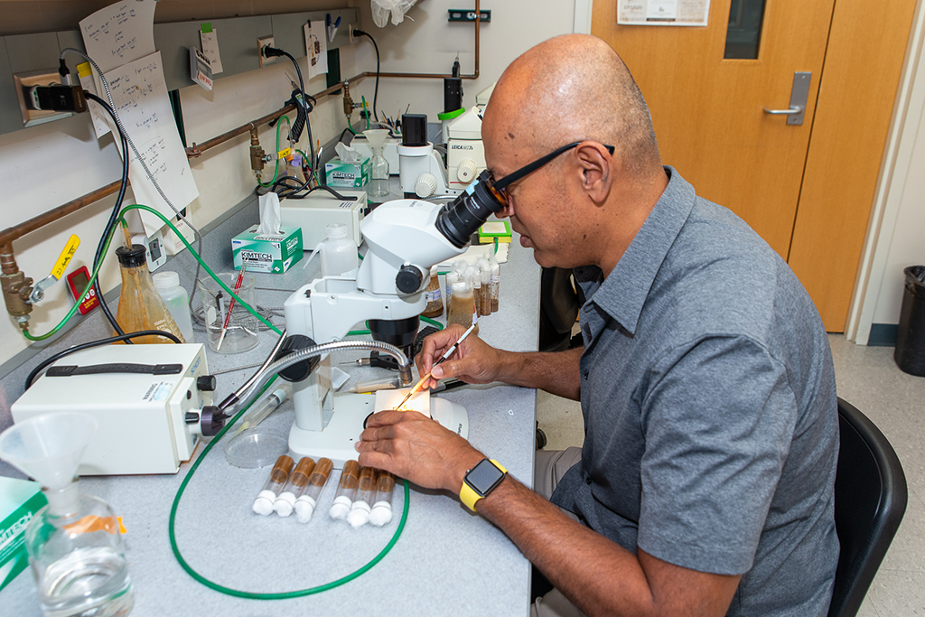 Arash Bashirullah looking through a microscope