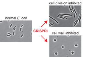 CRISPRi microscopy