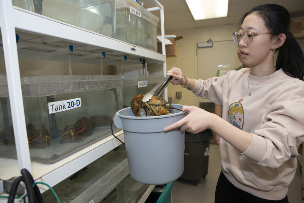 Chemistry graduate student Wenxin Wu and other lab members use crustaceans, including the lobsters shown here, as model systems.