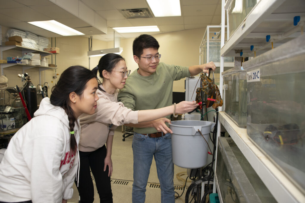 Wu (center) and Pharmaceutical Sciences graduate student Gaoyuan Lu (right) are training new graduate student Huong Tran to work with the lobsters.