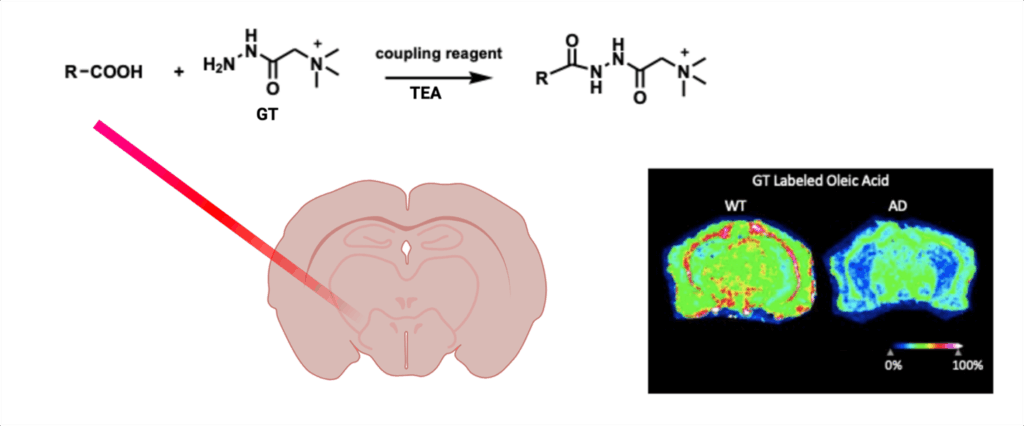 abstract image for thesis defense of Mark Ebbini:  Method Development and Application of MALDI Mass Spectrometry Profiling and Imaging of Biomolecules in Tissue Samples. Image of laser hitting brain slice with accomopanying scan showing expression of Oleic Acid.