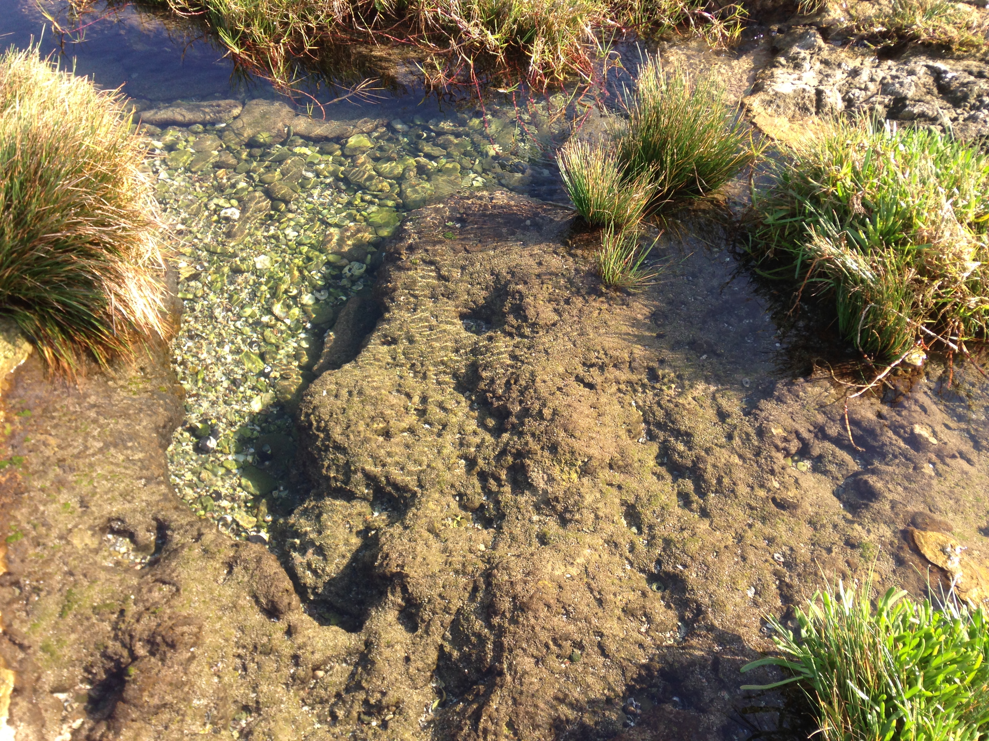 Fuzzy green rocks along a pond in South Africa.